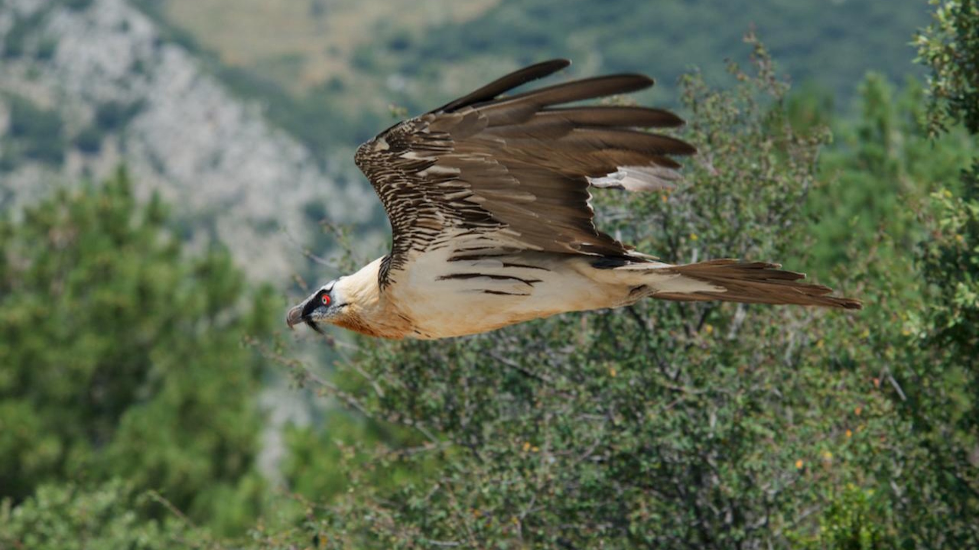 Lezing over de natuur in Noord-Spanje in De Helderse Vallei