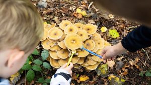 Paddenstoelen zoeken in de Donkere Duinen