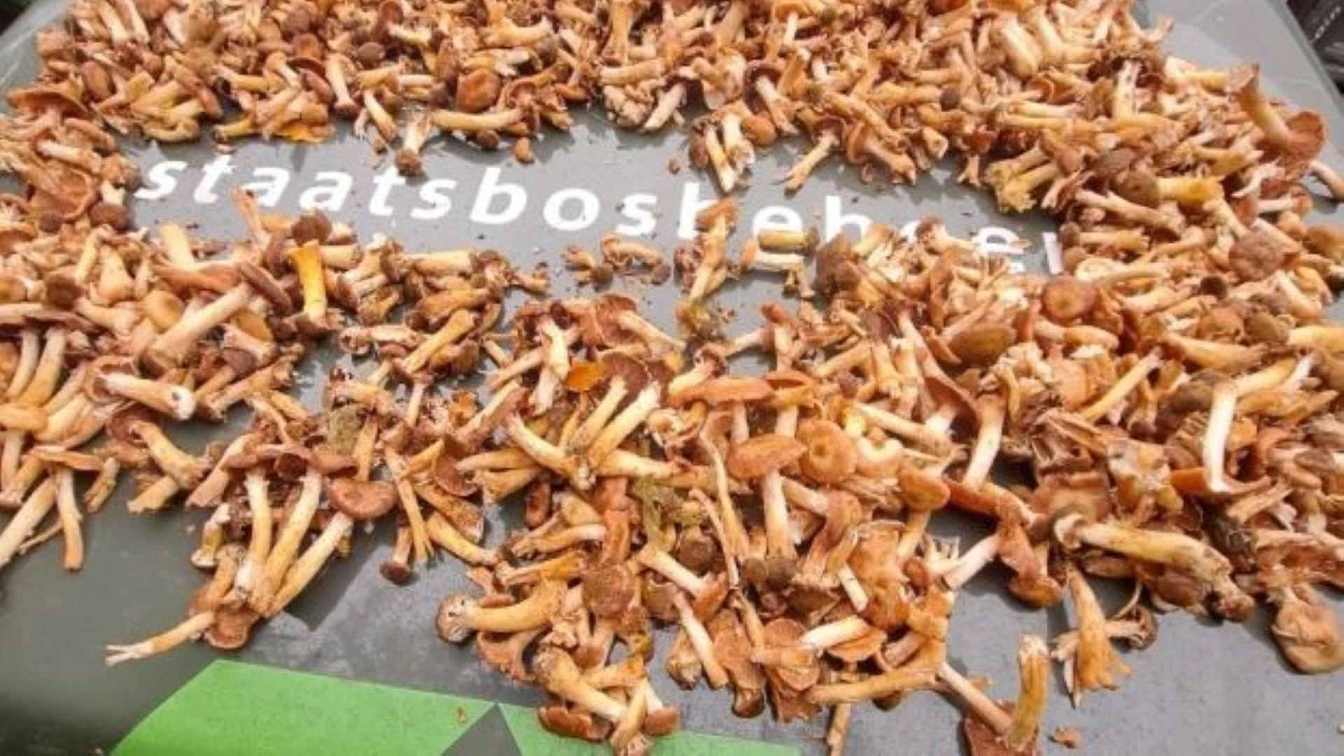 Mannen betrapt op het illegaal plukken van paddenstoelen